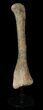Long Kritosaurus Tibia On Stand - Aguja Formation #38972-1